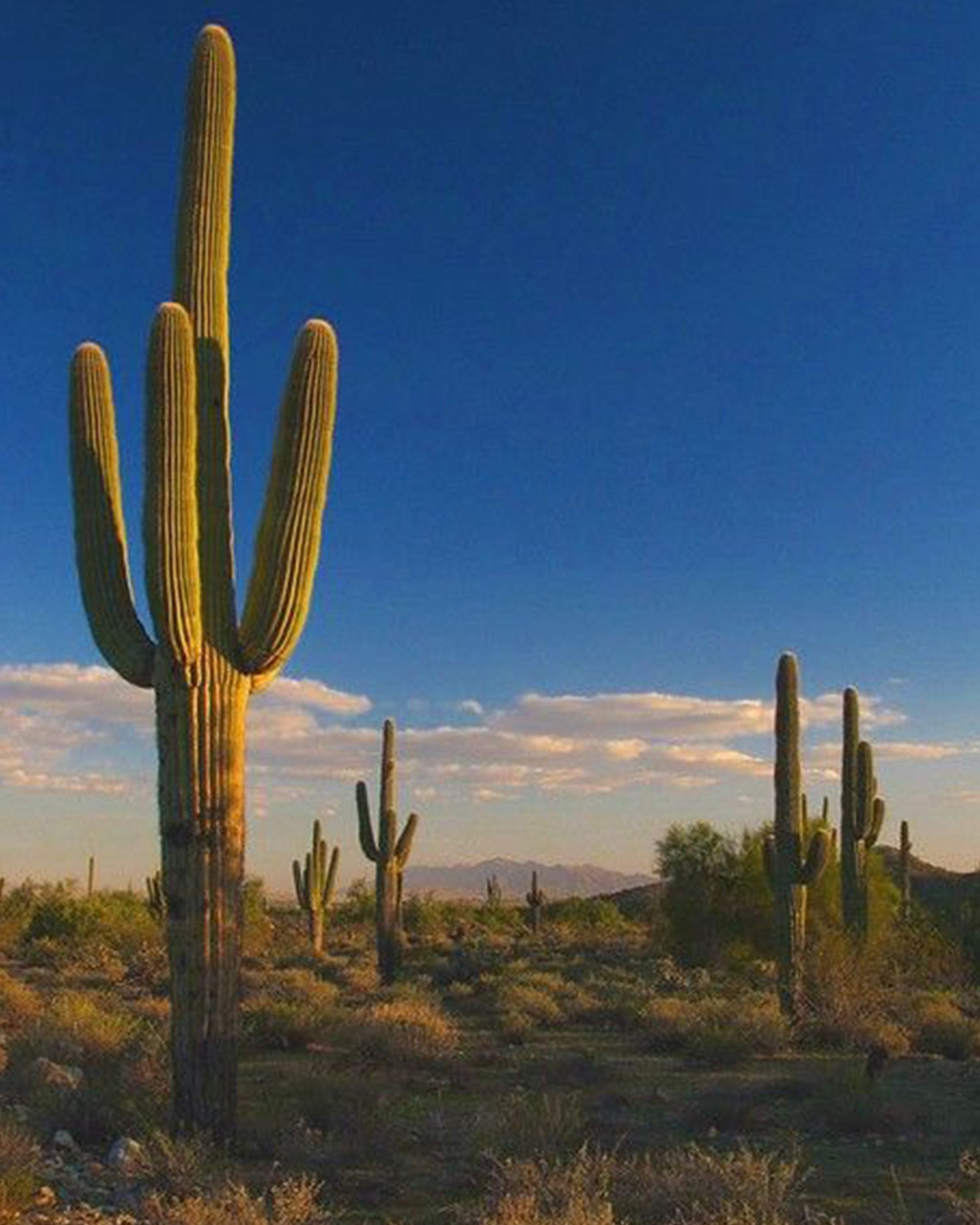 Kith for Columbia - Sonoran Desert